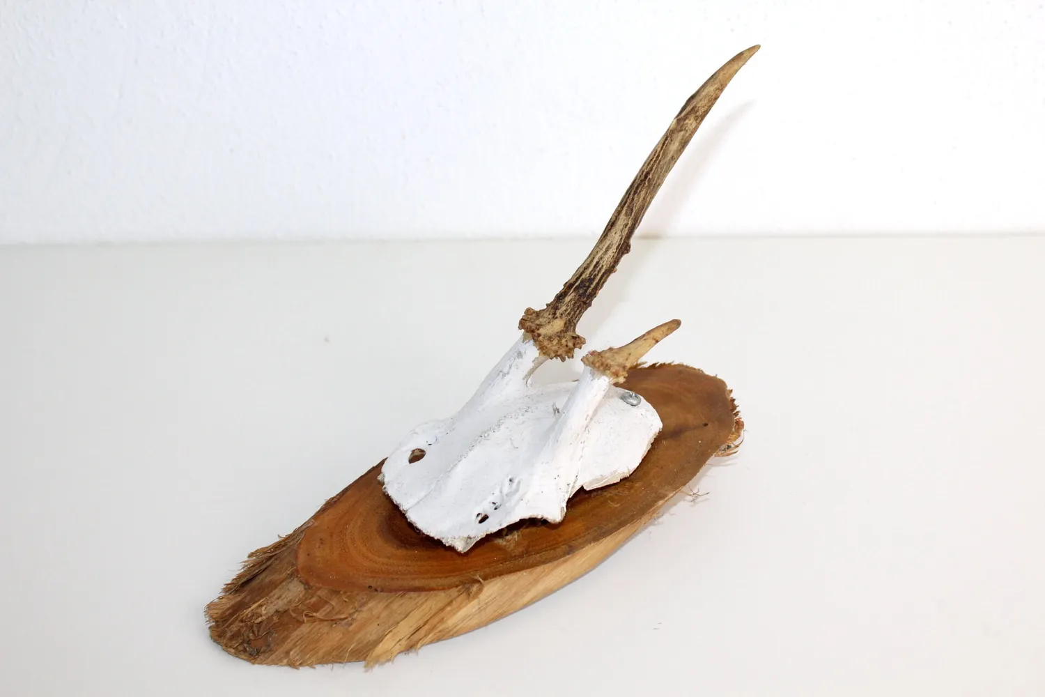 Mon Ami(e) Vintage Rehgeweih Trophäe Holzplatte 12 cm